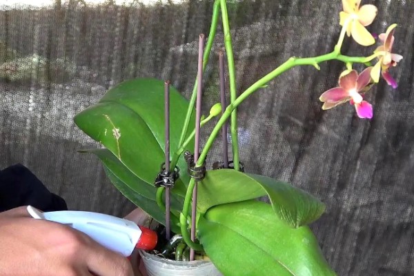 蝴蝶兰要多晒太阳吗,长期在阴暗处生长会导致叶片徒长