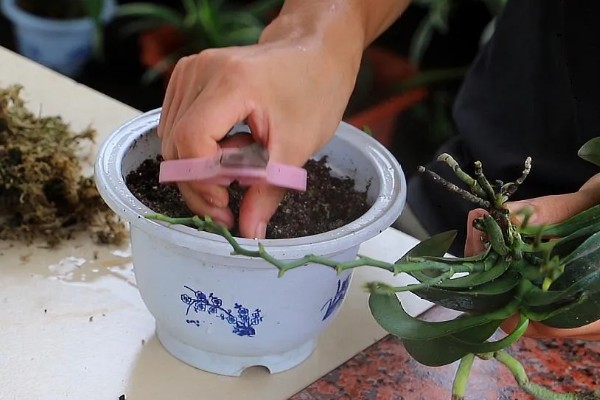 蝴蝶兰要多晒太阳吗,长期在阴暗处生长会导致叶片徒长