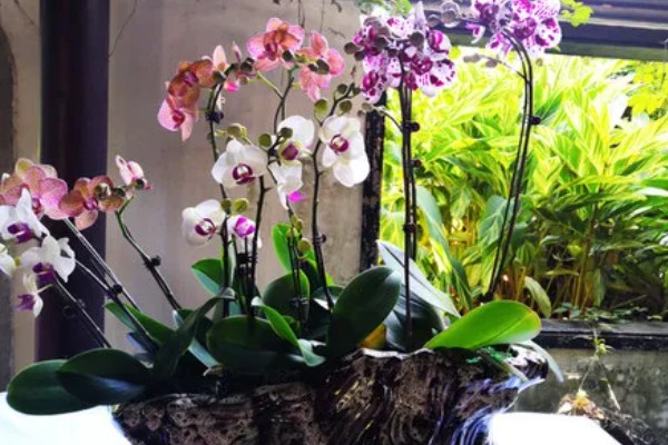 蝴蝶兰要多晒太阳吗,长期在阴暗处生长会导致叶片徒长