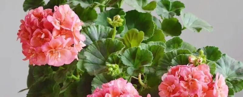 天竺葵不开花如何处理，遇到强光时要为它遮阴喷水