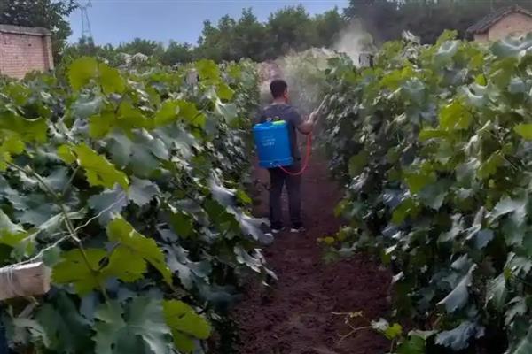 葡萄发生药害如何处理，应该及时灌水冲洗