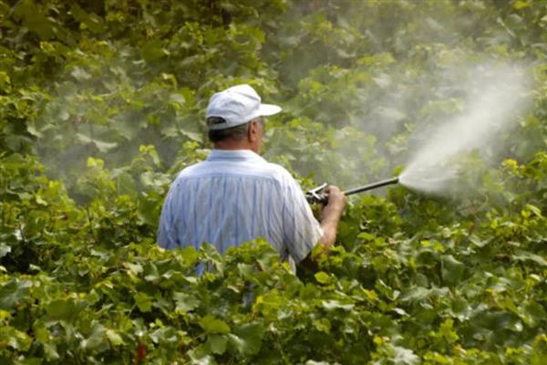 葡萄发生药害如何处理，应该及时灌水冲洗