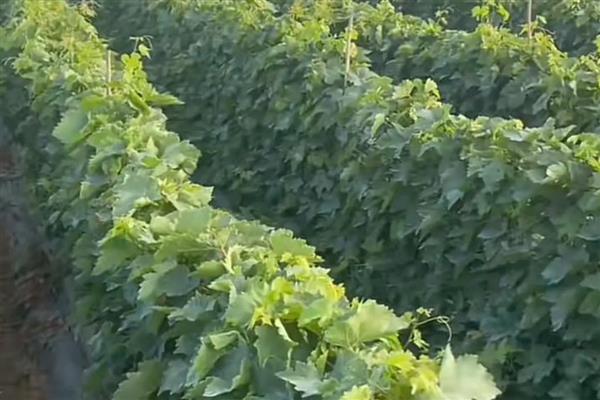 葡萄发生药害如何处理，应该及时灌水冲洗