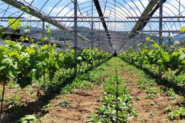 葡萄发生药害如何处理，应该及时灌水冲洗