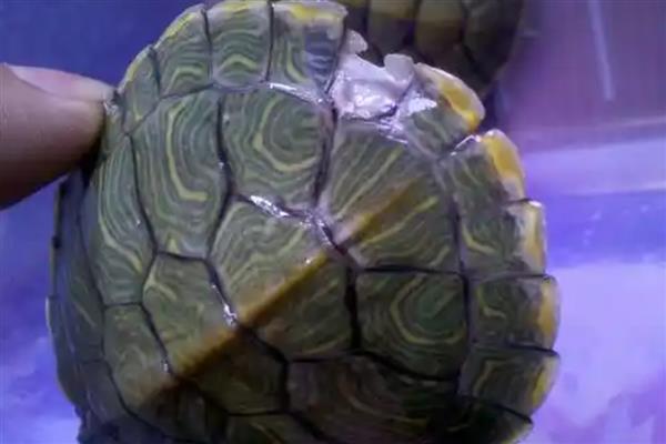 巴西龟的壳变白的原因及防治方法,可能是烂甲病所致