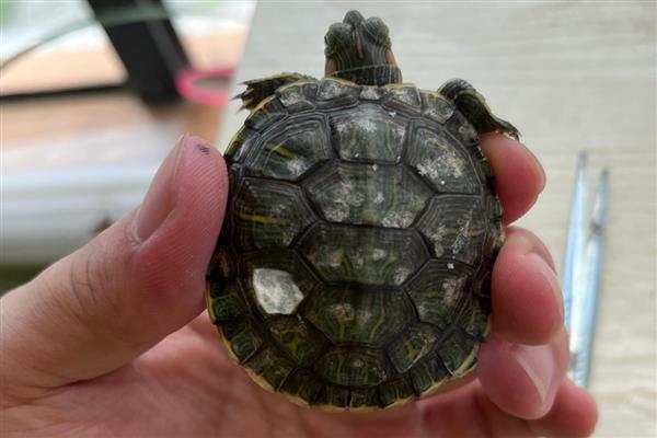 巴西龟的壳变白的原因及防治方法,可能是烂甲病所致