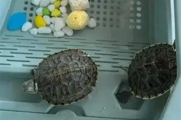 巴西龟的壳变白的原因及防治方法,可能是烂甲病所致