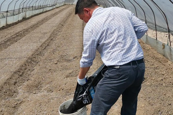 蒜苗的种植技术，适宜生长在肥沃的土壤中