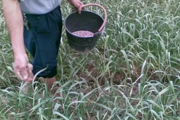 蒜苗的种植技术，适宜生长在肥沃的土壤中