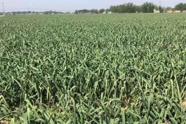 蒜苗的种植技术，适宜生长在肥沃的土壤中