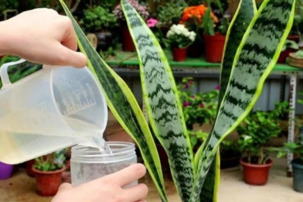 虎皮兰叶子卷了怎么处理,需及时浇水并遮蔽强光