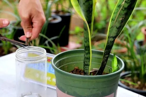 虎皮兰叶子卷了怎么处理,需及时浇水并遮蔽强光