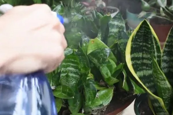 虎皮兰叶子卷了怎么处理,需及时浇水并遮蔽强光