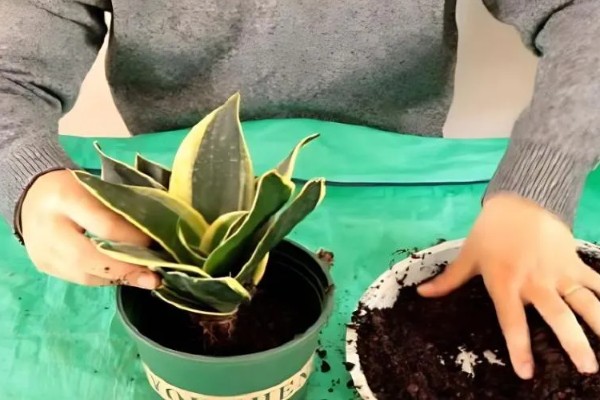 虎皮兰叶子卷了怎么处理,需及时浇水并遮蔽强光