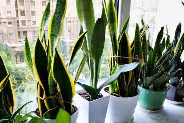 虎皮兰叶子卷了怎么处理,需及时浇水并遮蔽强光