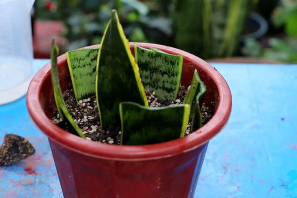 虎皮兰叶子卷了怎么处理,需及时浇水并遮蔽强光