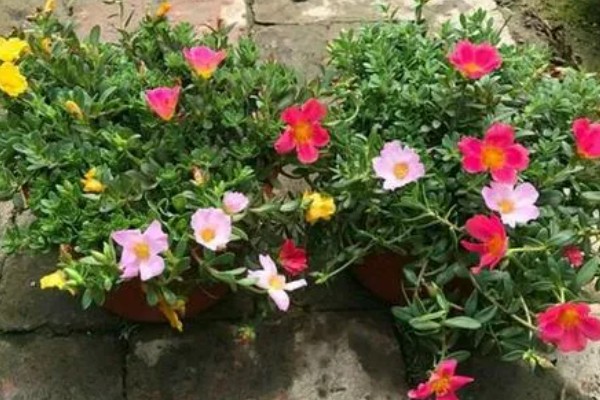 如何养殖半枝莲，冬春季节每隔3-4天浇一次水