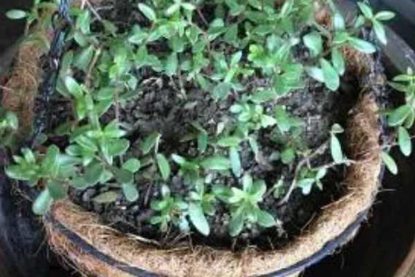 如何养殖半枝莲，冬春季节每隔3-4天浇一次水