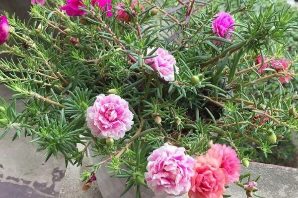 如何养殖半枝莲，冬春季节每隔3-4天浇一次水