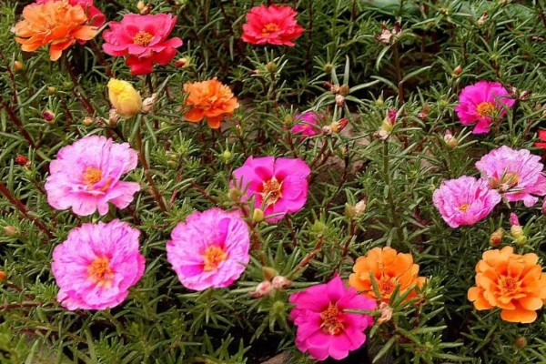 如何养殖半枝莲，冬春季节每隔3-4天浇一次水