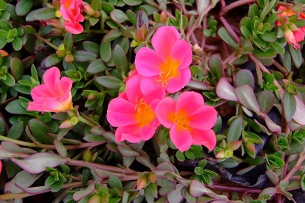 如何养殖半枝莲，冬春季节每隔3-4天浇一次水