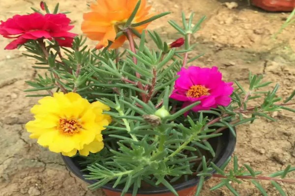 如何养殖半枝莲，冬春季节每隔3-4天浇一次水