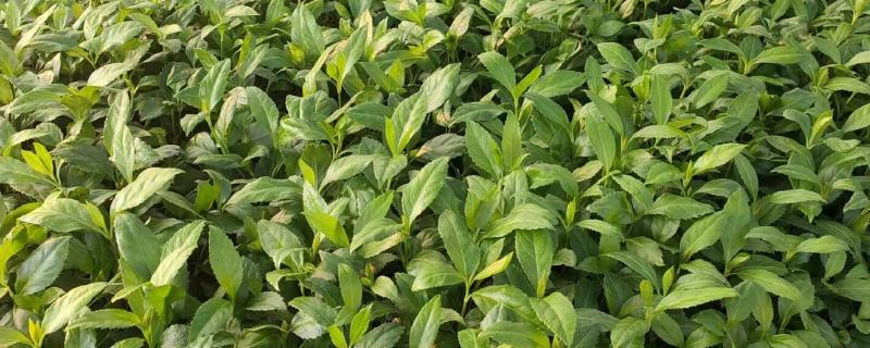 肿节风怎么种植，扦插生根后再移栽