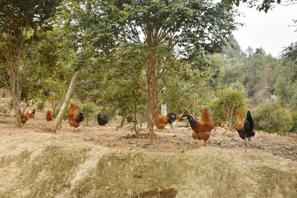 腌咸鸡是用公鸡还是母鸡，公鸡和母鸡均可