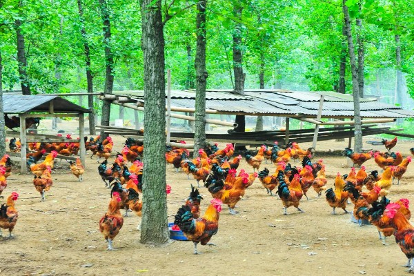 腌咸鸡是用公鸡还是母鸡，公鸡和母鸡均可