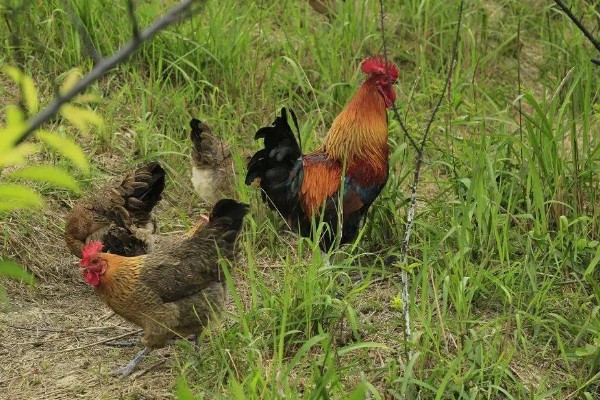 腌咸鸡是用公鸡还是母鸡，公鸡和母鸡均可