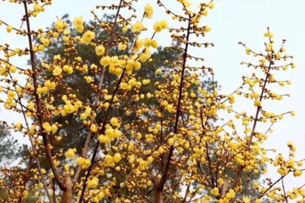 黄腊梅有什么花语，代表坚强、高尚等含义