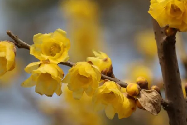 黄腊梅有什么花语，代表坚强、高尚等含义