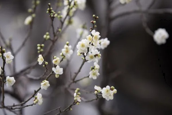 黄腊梅有什么花语，代表坚强、高尚等含义