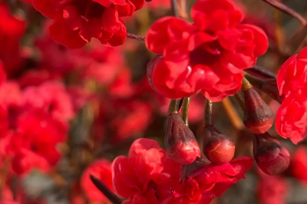 黄腊梅有什么花语，代表坚强、高尚等含义