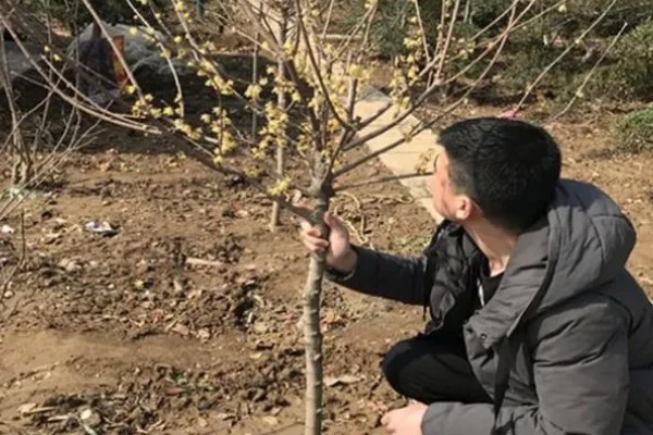 黄腊梅有什么花语，代表坚强、高尚等含义