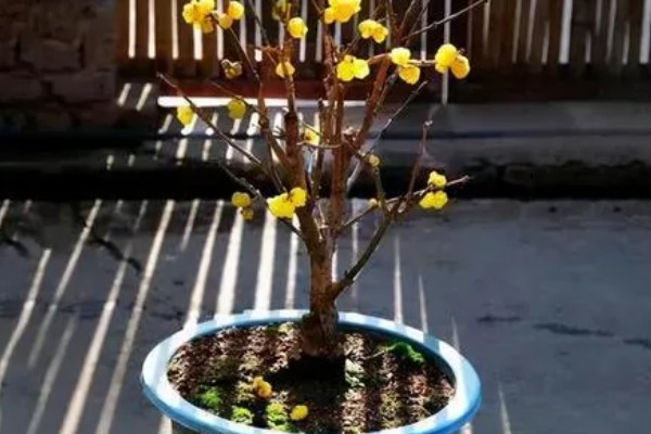 黄腊梅有什么花语，代表坚强、高尚等含义