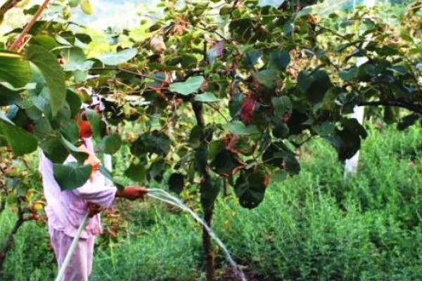 怎么让猕猴桃着色,果实生长后期在树下铺反光膜可促进着色