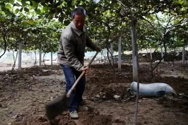 怎么让猕猴桃着色,果实生长后期在树下铺反光膜可促进着色