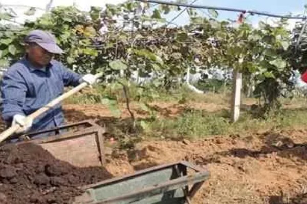 怎么让猕猴桃着色,果实生长后期在树下铺反光膜可促进着色