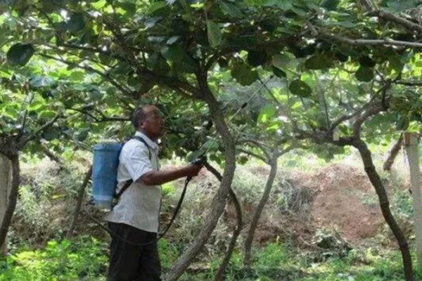 怎么让猕猴桃着色,果实生长后期在树下铺反光膜可促进着色
