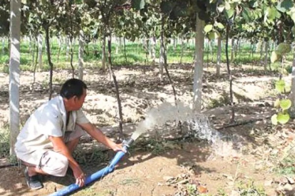 怎么让猕猴桃着色,果实生长后期在树下铺反光膜可促进着色