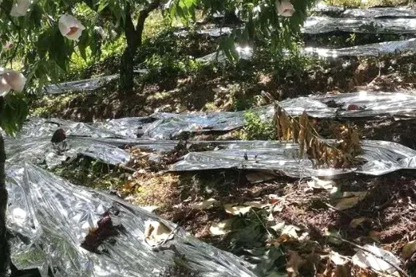 怎么让猕猴桃着色,果实生长后期在树下铺反光膜可促进着色