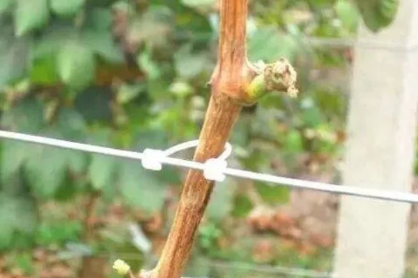 怎么让猕猴桃着色,果实生长后期在树下铺反光膜可促进着色