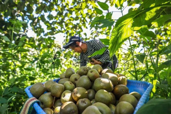怎么让猕猴桃着色,果实生长后期在树下铺反光膜可促进着色