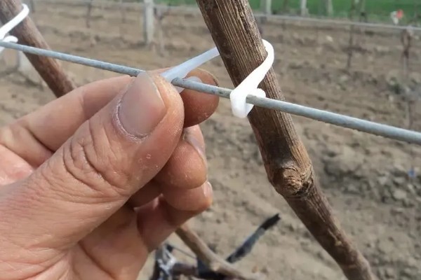 怎么让猕猴桃着色,果实生长后期在树下铺反光膜可促进着色