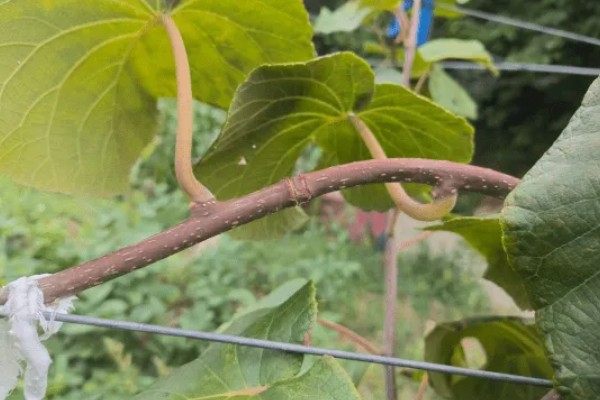 怎么让猕猴桃着色,果实生长后期在树下铺反光膜可促进着色