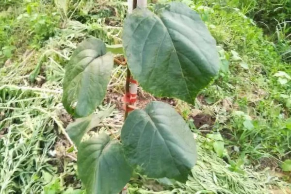 怎么让猕猴桃着色,果实生长后期在树下铺反光膜可促进着色