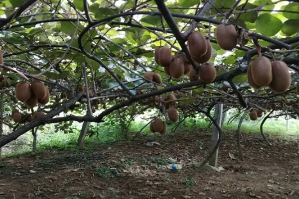 怎么让猕猴桃着色,果实生长后期在树下铺反光膜可促进着色