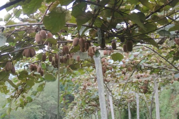 怎么让猕猴桃着色,果实生长后期在树下铺反光膜可促进着色