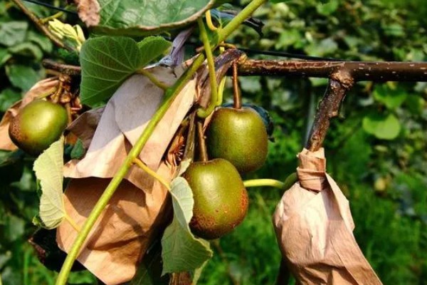 怎么让猕猴桃着色,果实生长后期在树下铺反光膜可促进着色